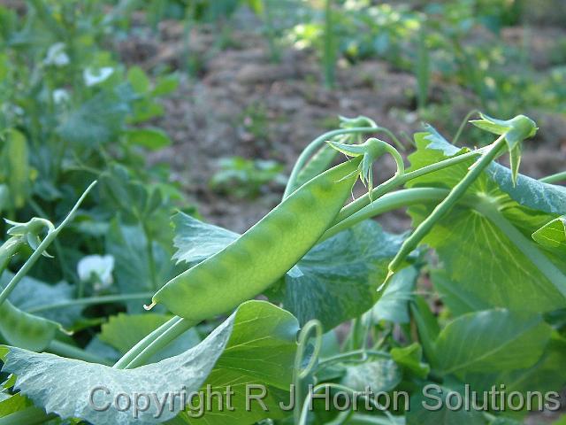 Snow peas_2